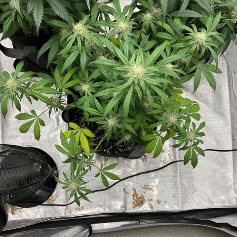 Gorillia Zkittles #1 growlog timeline photo