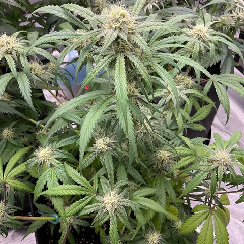 Gorillia Zkittles #1 growlog timeline photo