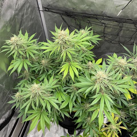 Gorillia Zkittles #2 growlog photo: Flower week 6