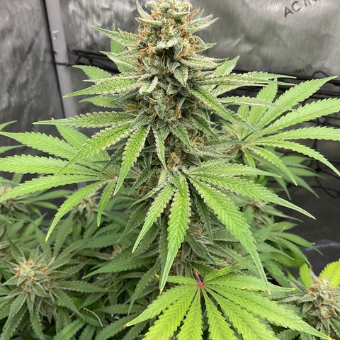 Gorillia Zkittles #2 growlog photo: Flower week 6