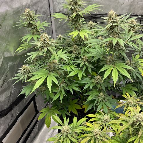 Gorillia Zkittles #2 growlog photo: Flower week 6