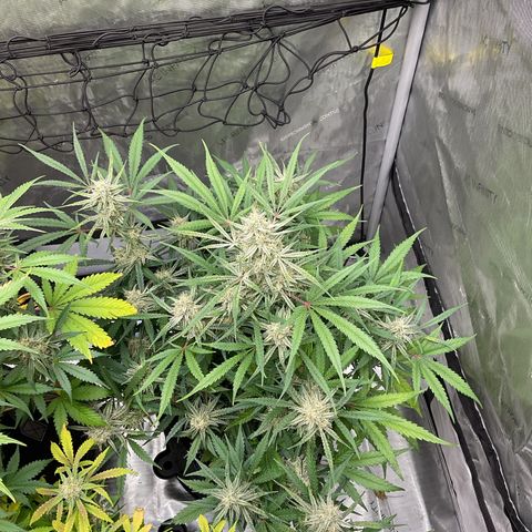 Gorillia Zkittles #3 growlog photo: Flower week 6