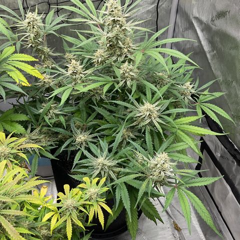 Gorillia Zkittles #3 growlog photo: Flower week 6