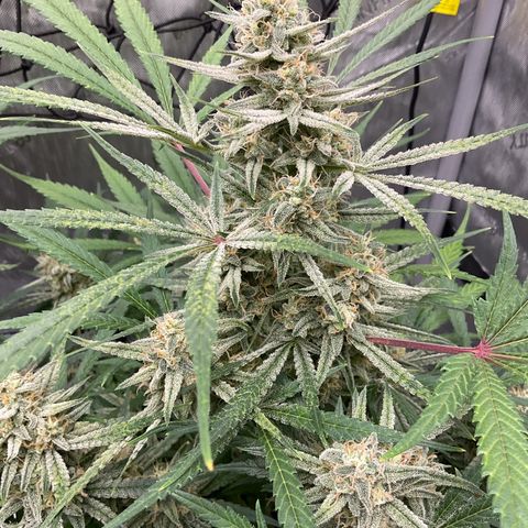 Gorillia Zkittles #3 growlog photo: Flower week 6