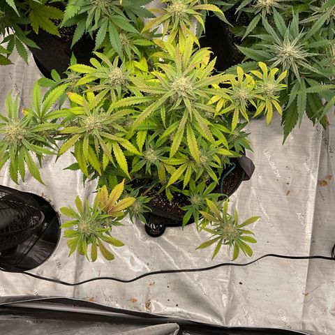 Gorillia Zkittles #1 growlog photo: Flower week 6