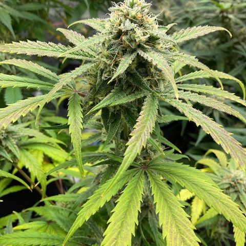 Gorillia Zkittles #1 growlog photo: Flower week 6