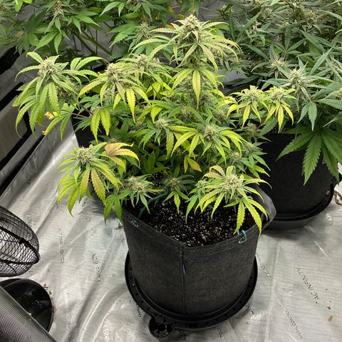 Gorillia Zkittles #1 growlog photo: Flower week 6