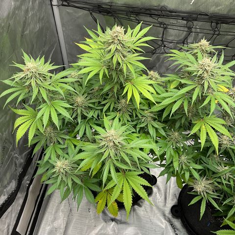 Gorillia Zkittles #2 growlog photo: Flower week 7