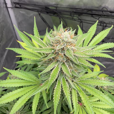Gorillia Zkittles #2 growlog photo: Flower week 7