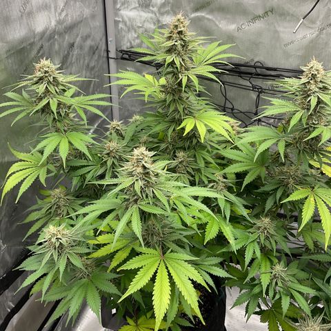 Gorillia Zkittles #2 growlog photo: Flower week 7