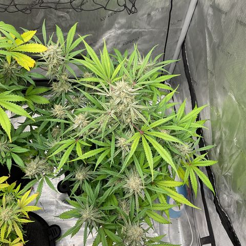 Gorillia Zkittles #3 growlog photo: Flower week 7