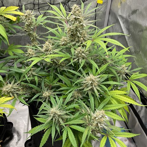 Gorillia Zkittles #3 growlog photo: Flower week 7