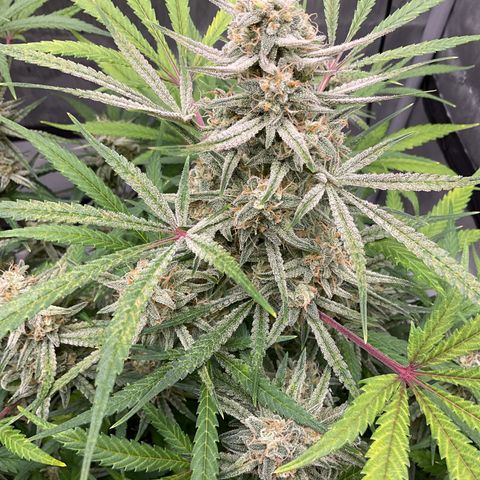 Gorillia Zkittles #3 growlog photo: Flower week 7