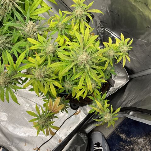 Gorillia Zkittles #1 growlog photo: Flower week 7
