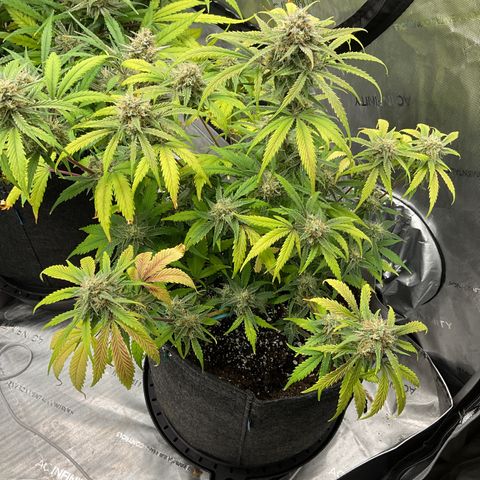 Gorillia Zkittles #1 growlog photo: Flower week 7