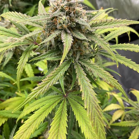 Gorillia Zkittles #1 growlog photo: Flower week 7