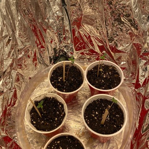 Cherry Death Star growlog timeline photo