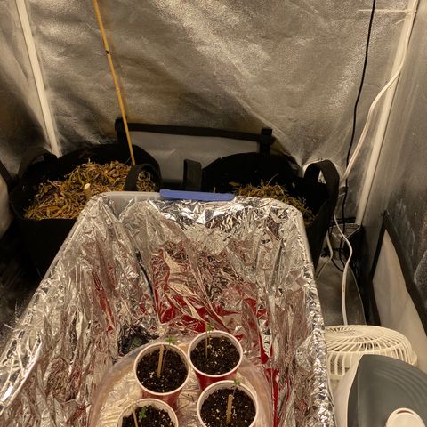 Cherry Death Star growlog timeline photo