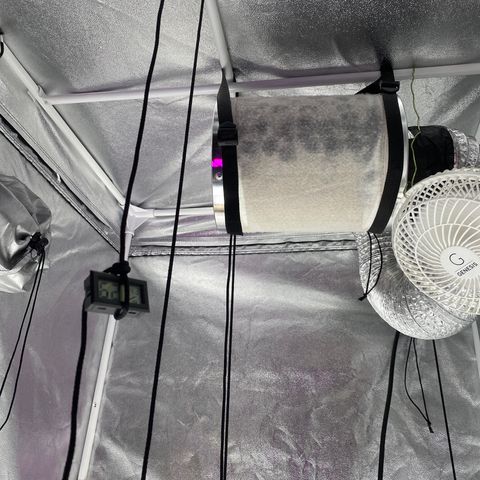 Cherry Death Star growlog timeline photo