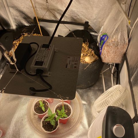 Cherry Death Star growlog timeline photo