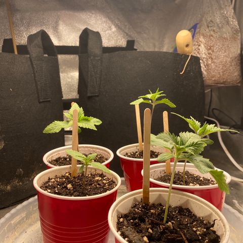 Cherry Death Star growlog timeline photo