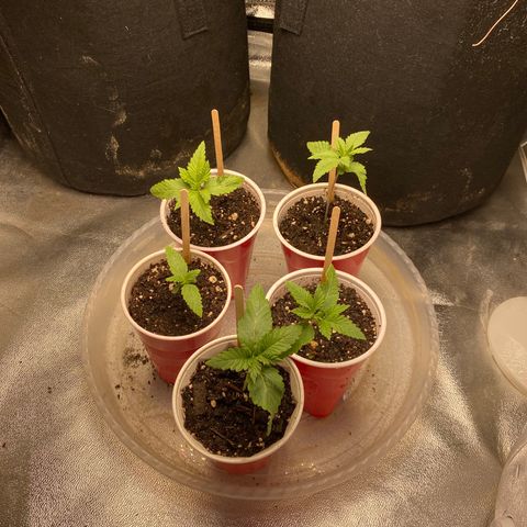 Cherry Death Star growlog timeline photo