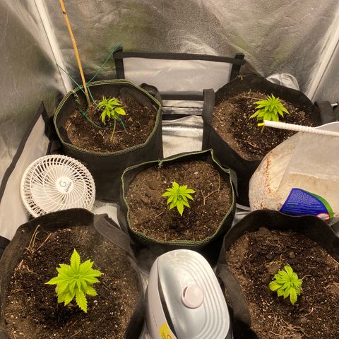 Cherry Death Star growlog timeline photo