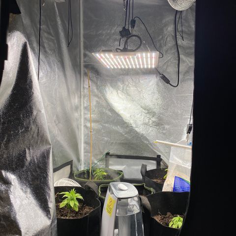 Cherry Death Star growlog timeline photo