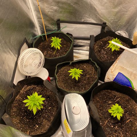 Cherry Death Star growlog timeline photo