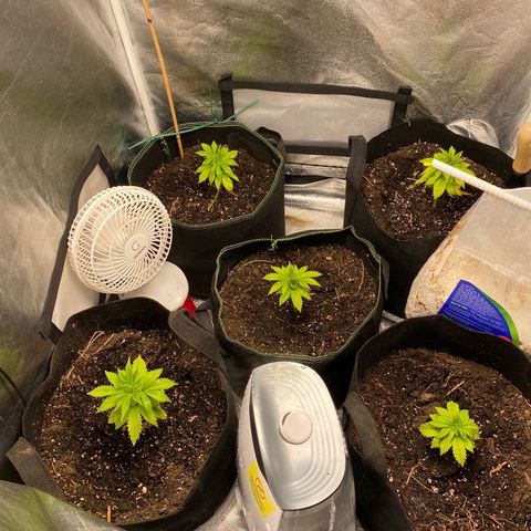 Cherry Death Star growlog timeline photo