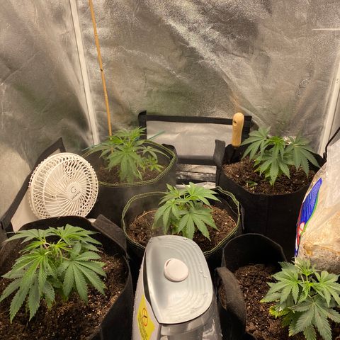 Cherry Death Star growlog photo: Just watered. Looking sad 