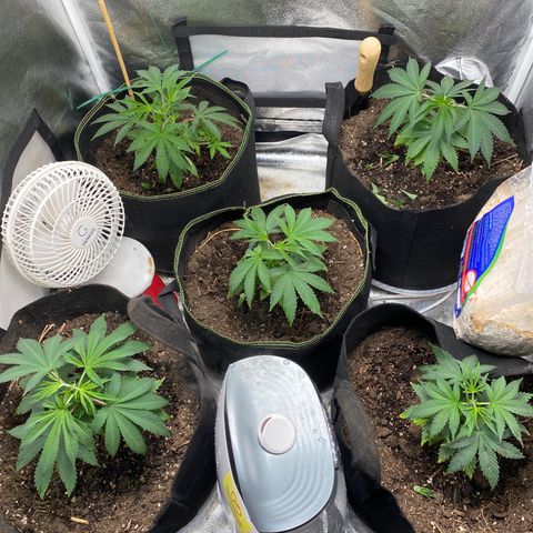 Cherry Death Star growlog photo: Just watered. Looking sad 