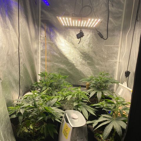 Cherry Death Star growlog photo: Just trimmed the underneath area to give it that more tree instead of a bush look 