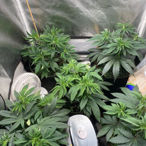 Cherry Death Star growlog timeline photo