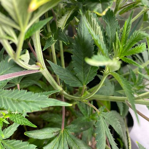 Cherry Death Star growlog photo: It’s a girl! It’s a girl! It’s a girl! It’s a girl! It’s a girl! 