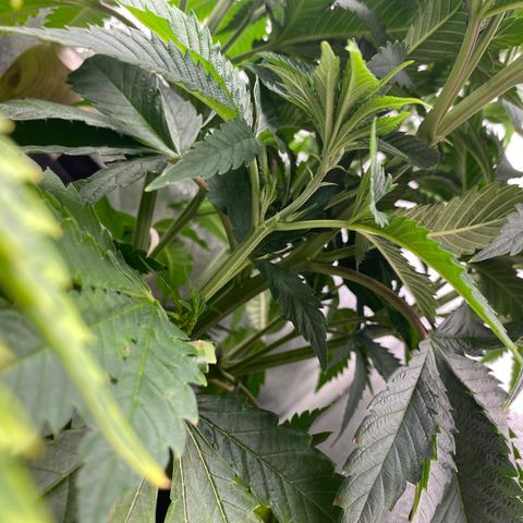 Cherry Death Star growlog timeline photo