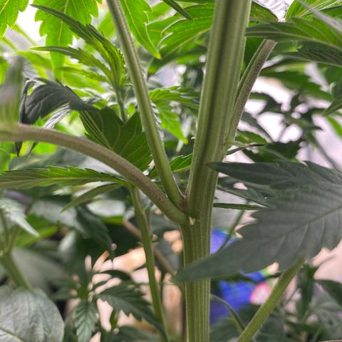 Cherry Death Star growlog photo: It’s a girl! It’s a girl! It’s a girl! It’s a girl! It’s a girl! 