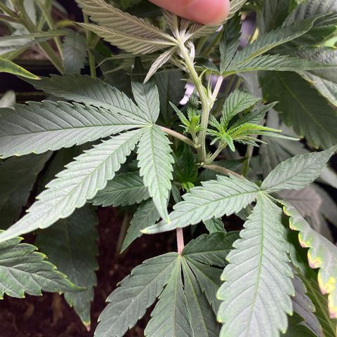 Cherry Death Star growlog photo: It’s a girl! It’s a girl! It’s a girl! It’s a girl! It’s a girl! 
