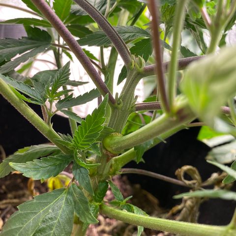 Cherry Death Star growlog photo: It’s a girl! It’s a girl! It’s a girl! It’s a girl! It’s a girl! 