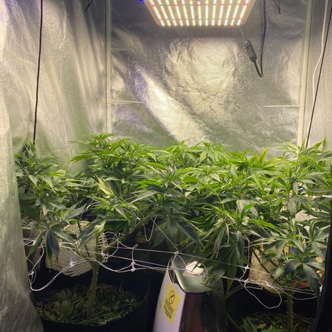 Cherry Death Star growlog timeline photo