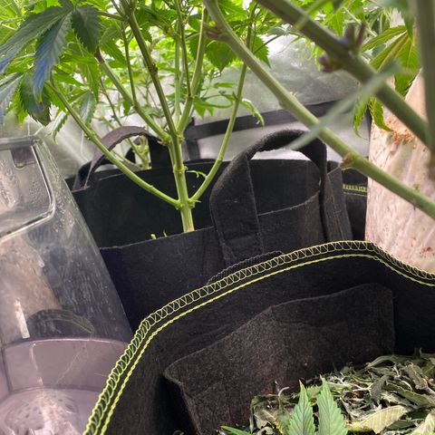 Cherry Death Star growlog timeline photo