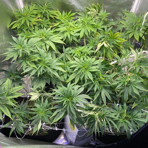 Cherry Death Star growlog timeline photo