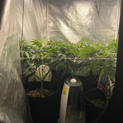 Cherry Death Star growlog timeline photo