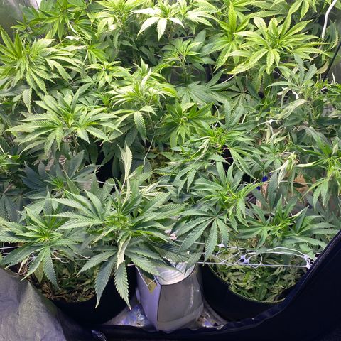Cherry Death Star growlog photo: Used Recharge on the soil 2 days ago and watered with nutrients today. Nutrients of Molasses, Microblast, calimagic, URB and liquid seaweed. I’ve been trying to get a nice even canopy over the last several weeks. I’ve been stretching and trimming multiple times a week