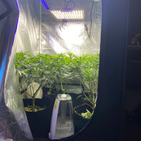 Cherry Death Star growlog photo: Used Recharge on the soil 2 days ago and watered with nutrients today. Nutrients of Molasses, Microblast, calimagic, URB and liquid seaweed. I’ve been trying to get a nice even canopy over the last several weeks. I’ve been stretching and trimming multiple times a week