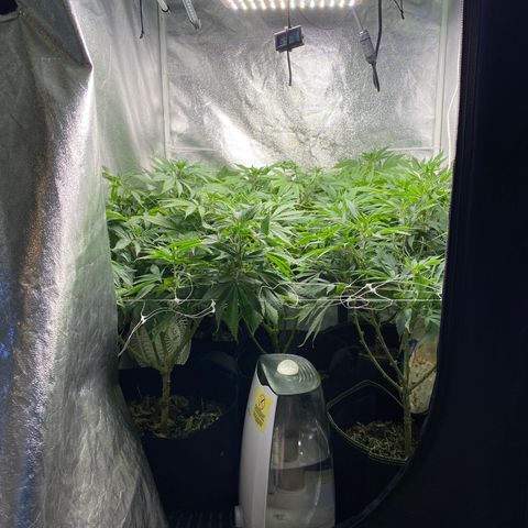 Cherry Death Star growlog photo: Bought this new Bloom juice and gave the minimum amount for the first time today. Need to cut back on other nutrients as we have some overlaps. These girls are getting big! 