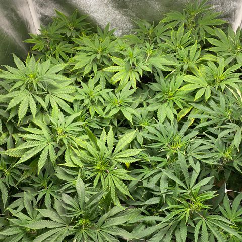 Cherry Death Star growlog timeline photo