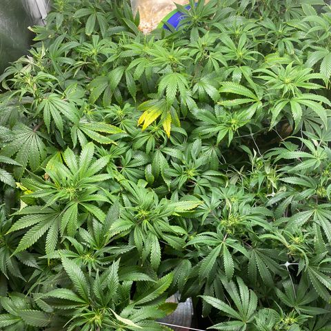 Cherry Death Star growlog photo: Some early signs of nutrient burn. Ran “Recharge” through all the soil. 2 gallons worth. 
