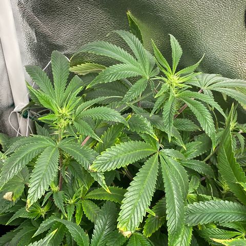 Cherry Death Star growlog photo: Some early signs of nutrient burn. Ran “Recharge” through all the soil. 2 gallons worth. 