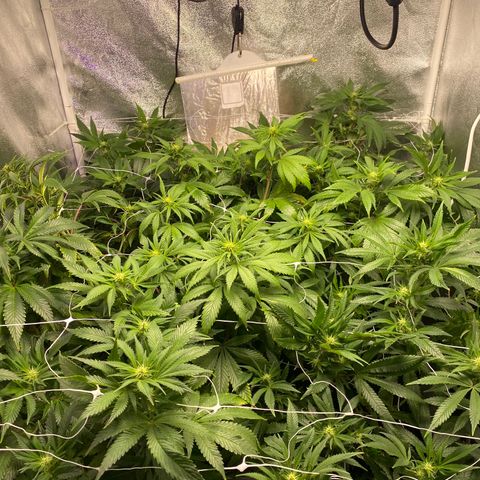 Cherry Death Star growlog photo: Did the last bit of trimming today and put up the second tier of trellis netting. Only a couple yellow leaves were found…hopefully the nutrient burn was caught in time. I have been slowly decreasing the humidity. Goal is to get it around 40-50%. Will be removing the humidifier entirely this next week. 